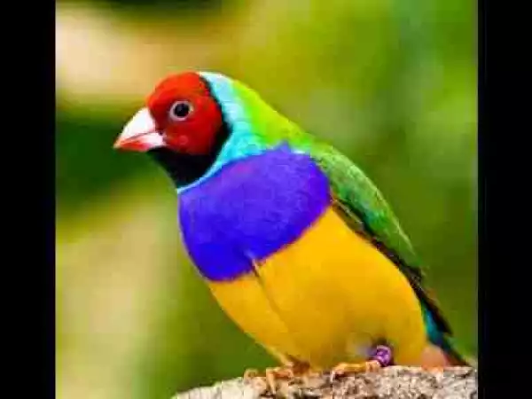 Video: Top 10 Most Beautiful and Colorful Animals in the World